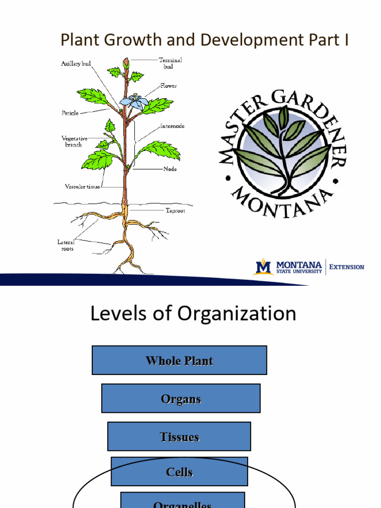 Plant Growth and Development Part i | PDF | Leaf | Flowers
