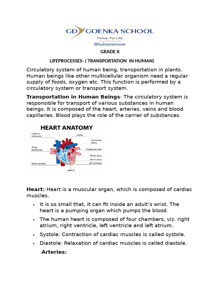 Life Processes Class Notes (Transportation and Excretion) | PDF | Heart ...