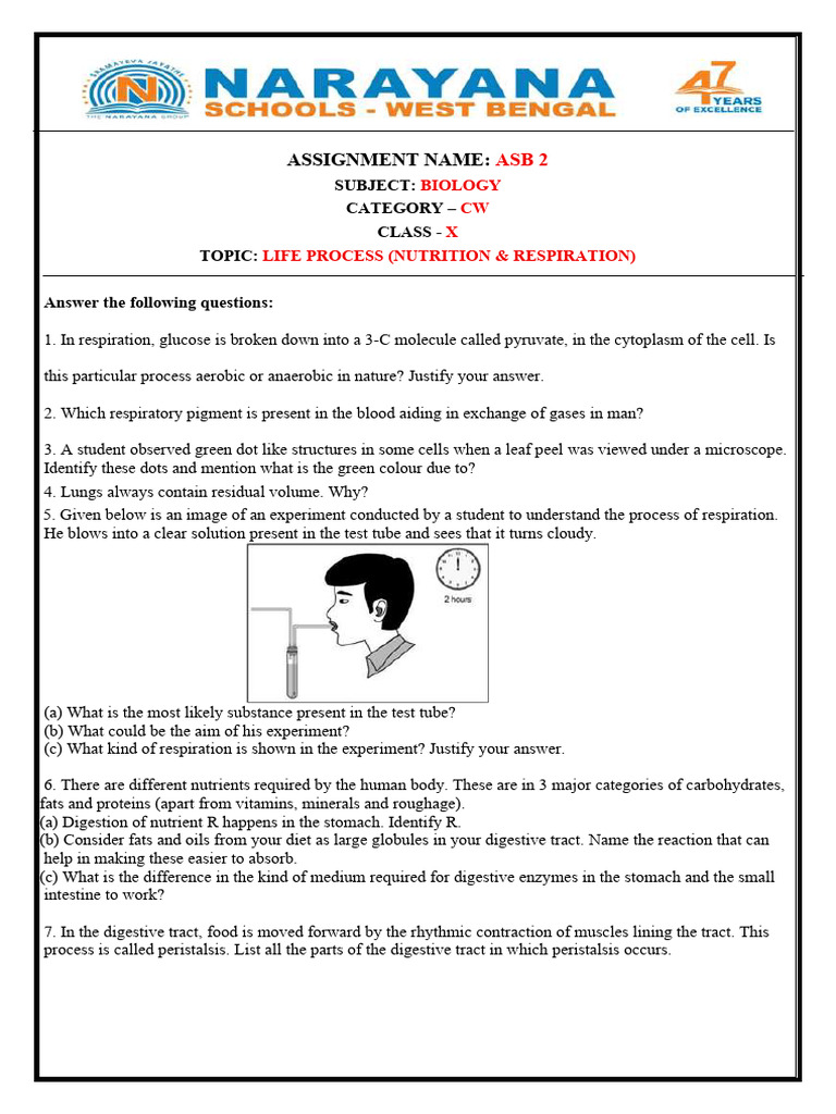 Assignment 2 C-x Cb Biology | PDF | Cellular Respiration | Digestion