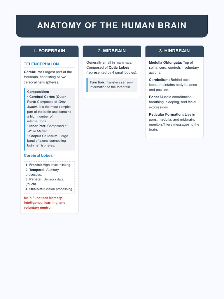 Brain Structure Flowchart v2 (1) | PDF