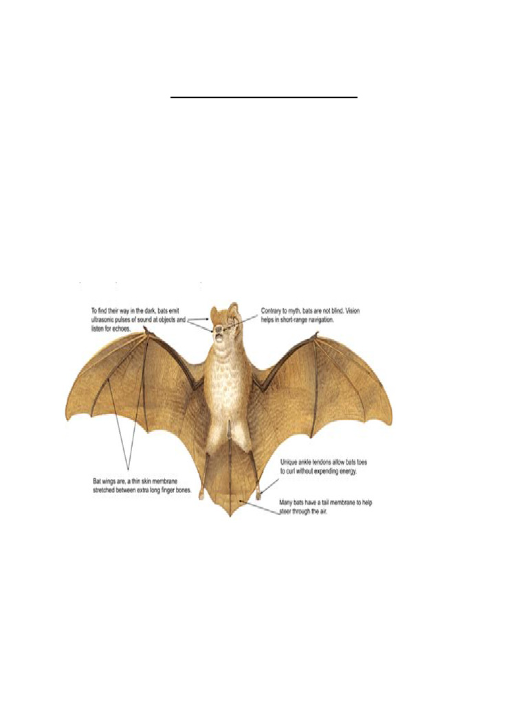 Ecological Adaptations Examples | PDF