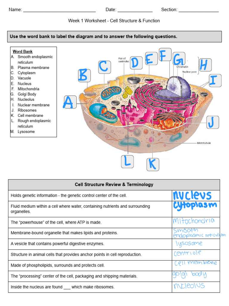 Week+1+Worksheet+Smith+%281%29 | PDF | Cell Membrane | Cell (Biology)