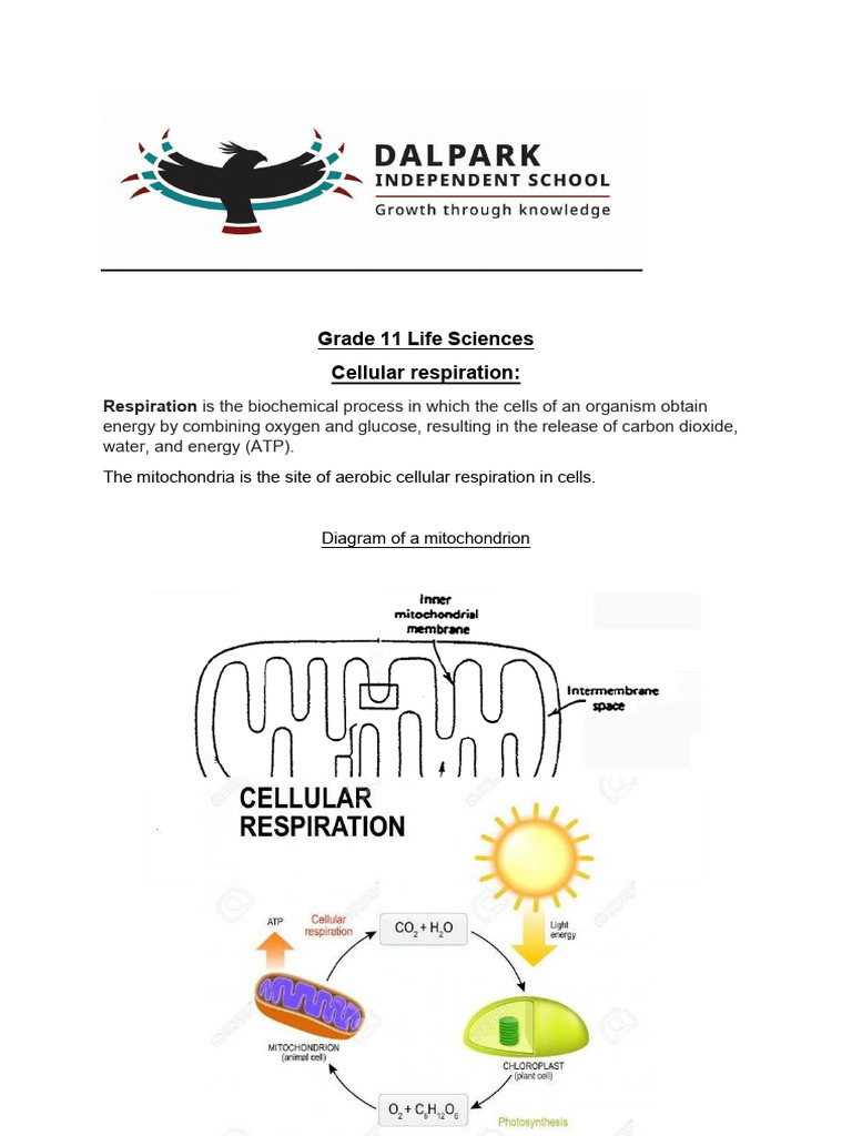 Gr 11 Ls Cellullar Respiration Note | PDF | Cellular Respiration ...