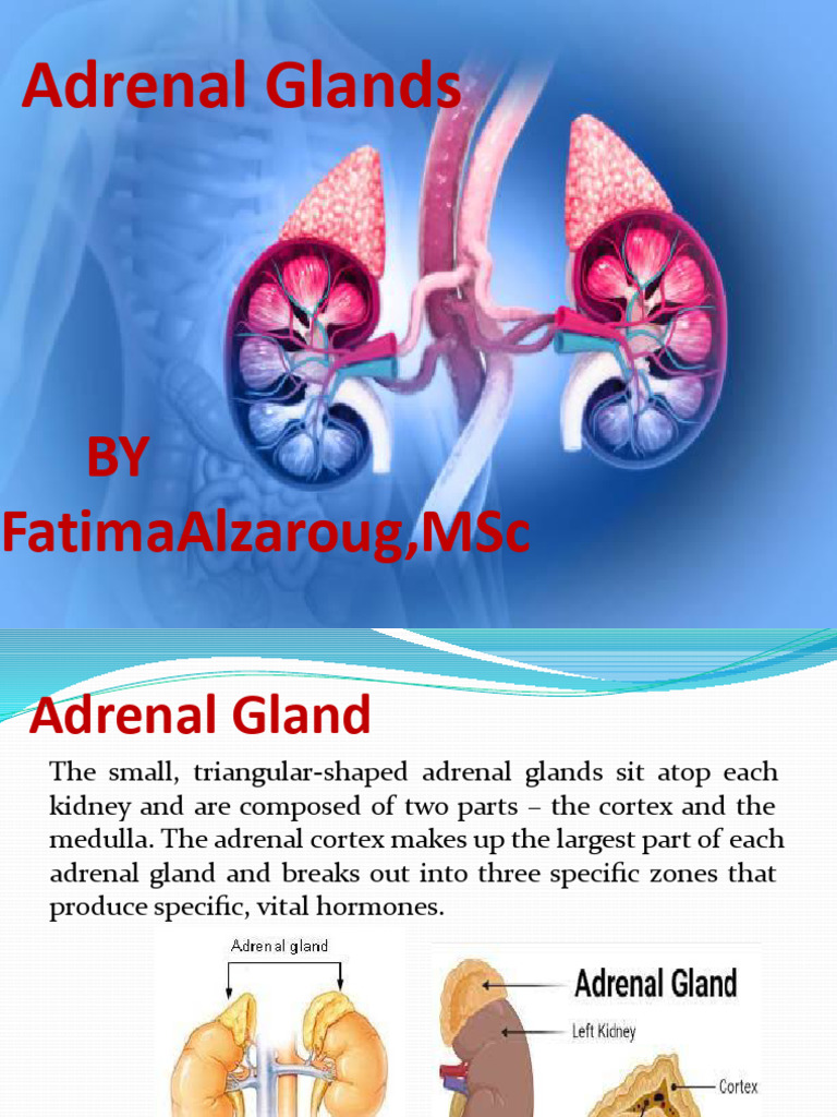 Adrenal Glands_260413_223239 | PDF | Adrenal Gland | Cortisol