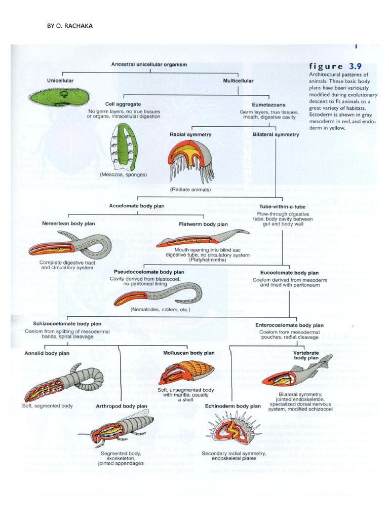 Animals Flow Chart1 | PDF