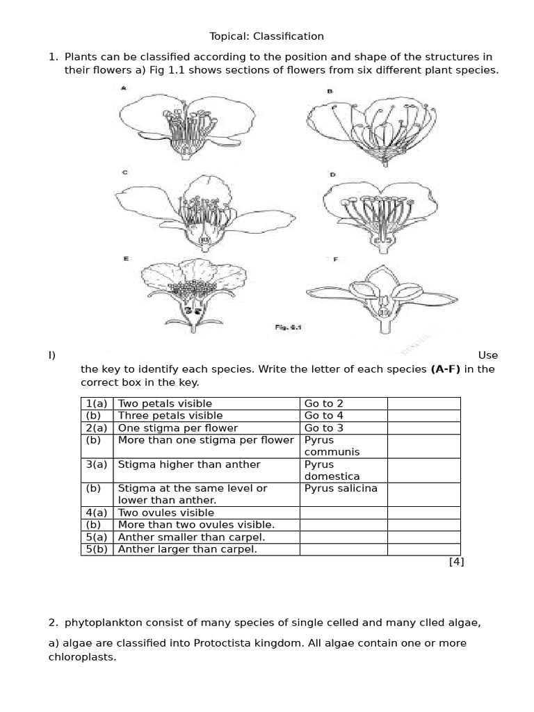 Topical.classification | PDF | Leaf | Giant Panda