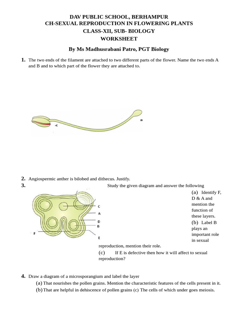 Sexual Reproduction in Flowering Plants | PDF | Flowers | Seed