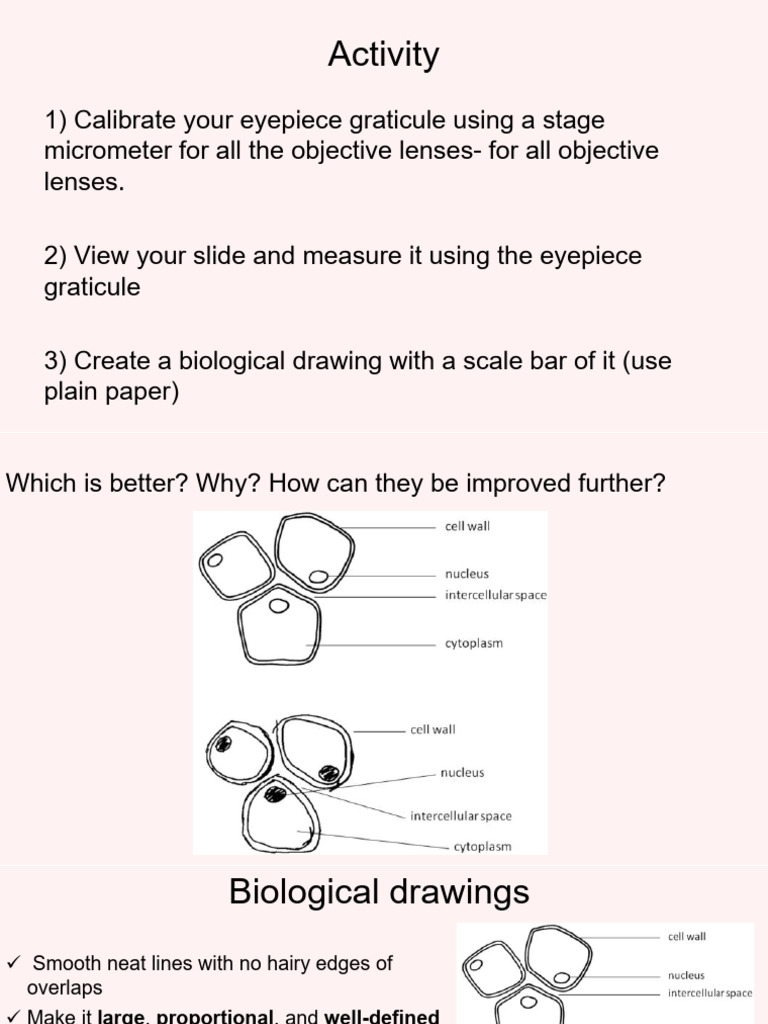 Lesson 4 3.3 Microscope Practical | PDF