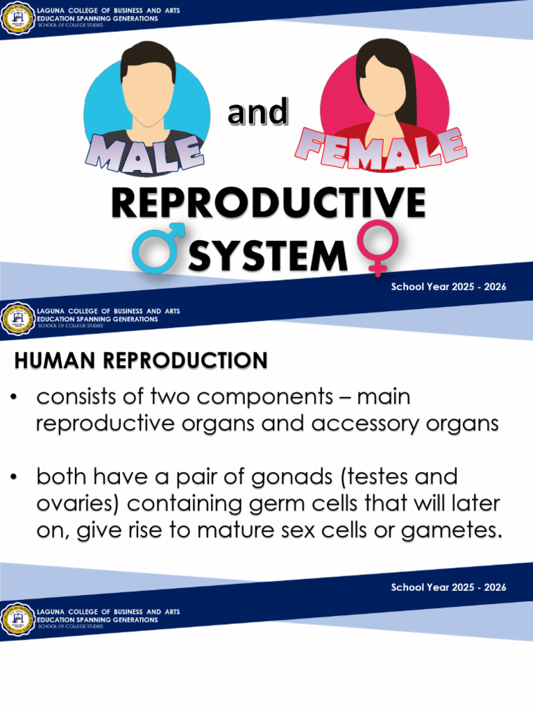 Part III. Human Reproductive System | PDF | Reproductive System ...