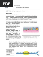 Impulso Nervioso y Sinapsis Explicados | PDF | Potencial de acción ...