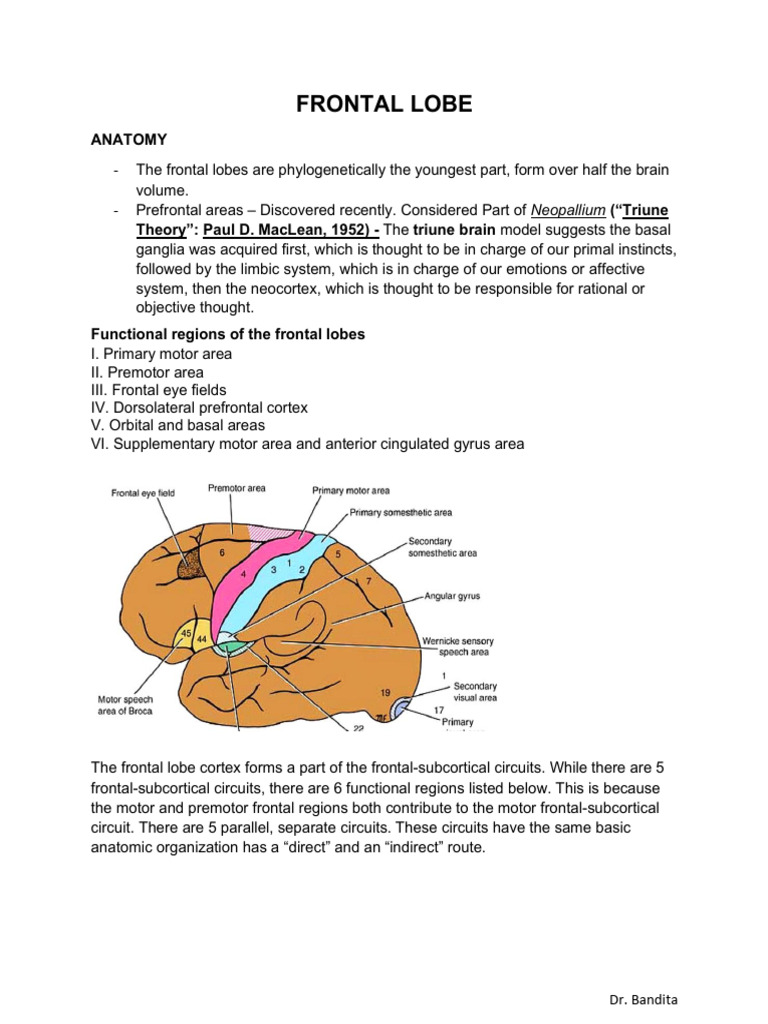 2. Neuroanatomy of Frontal lobe | PDF | Striatum | Frontal Lobe