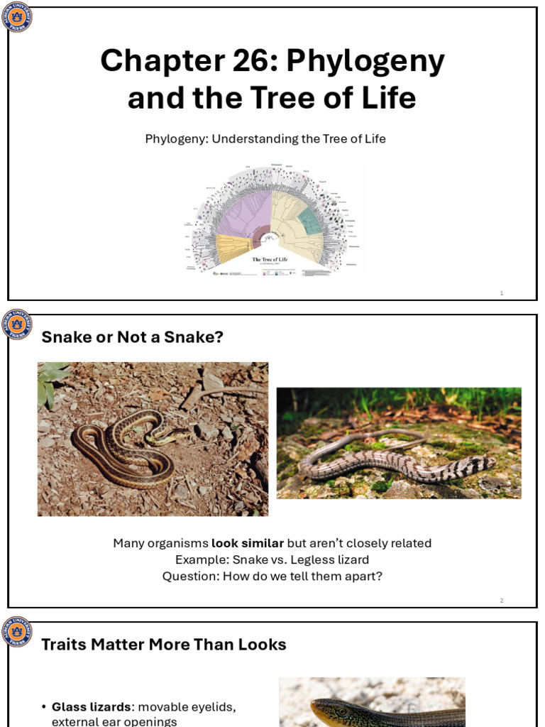 Phylogeny and the Tree of Life (1) | PDF | Phylogenetic Tree ...