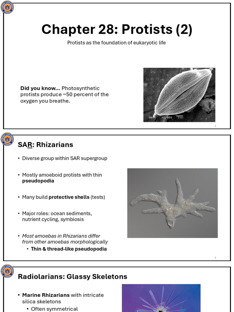Protists (2) | PDF | Algae | Biology