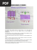 Estructura y diferencias de bacterias Gram | PDF | Bacterias Gram ...