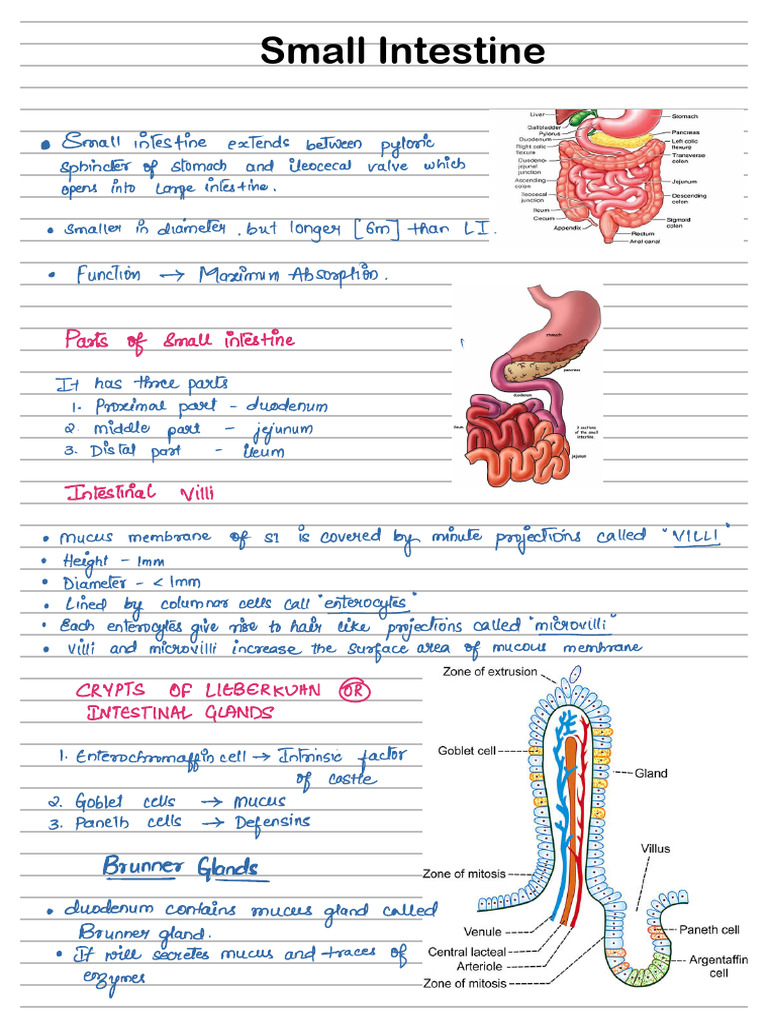 Small Intestine and Large Intestine | PDF
