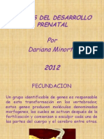 Diapositivas Etapas Del Desarrollo Prenatal