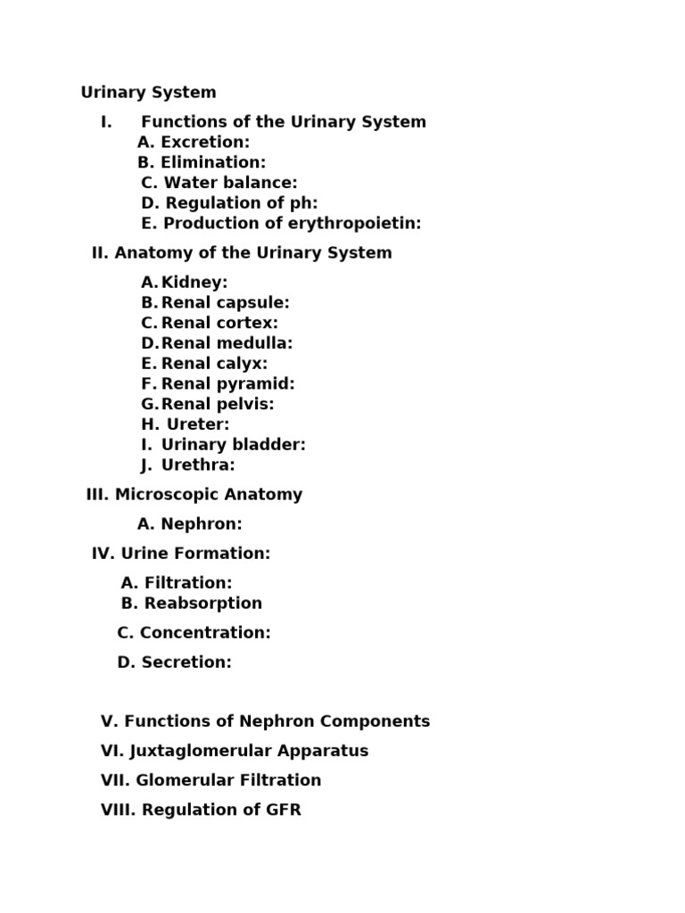 Urinary System Outline | PDF