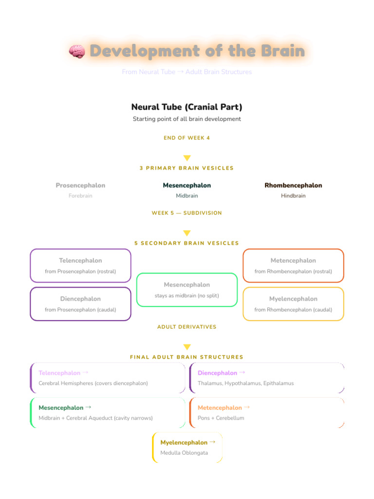 Brain Development Flowchart | PDF