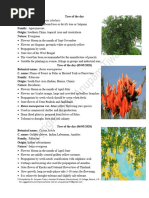 Kalachuchi Tree: A Philippine Icon | PDF