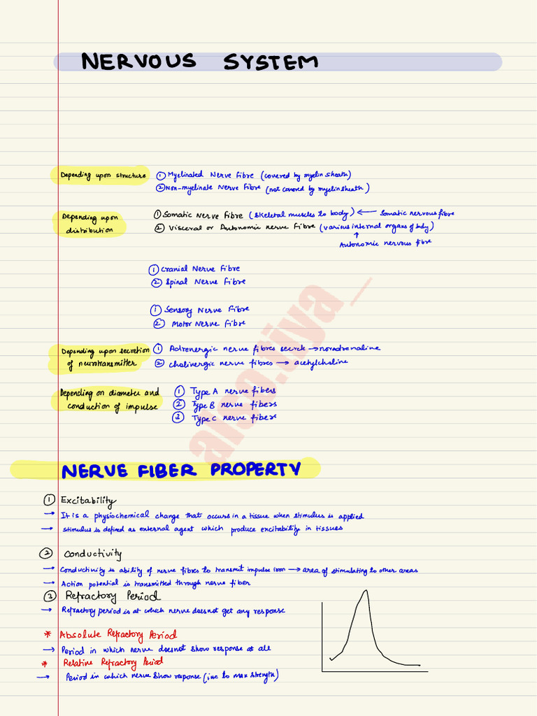 Nervous System | PDF | Nerve | Stimulus (Physiology)
