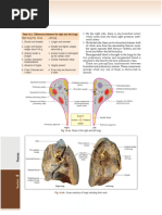 Lung Segmental Anatomy and Variants | PDF | Lung | Medical Specialties