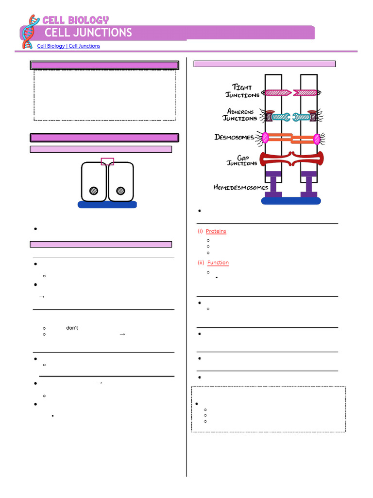 Cell Junctions (2) Atf | PDF | Cell (Biology) | Extracellular Matrix