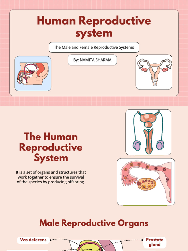 Understanding Human Reproduction Education Presentation in Pink Red ...