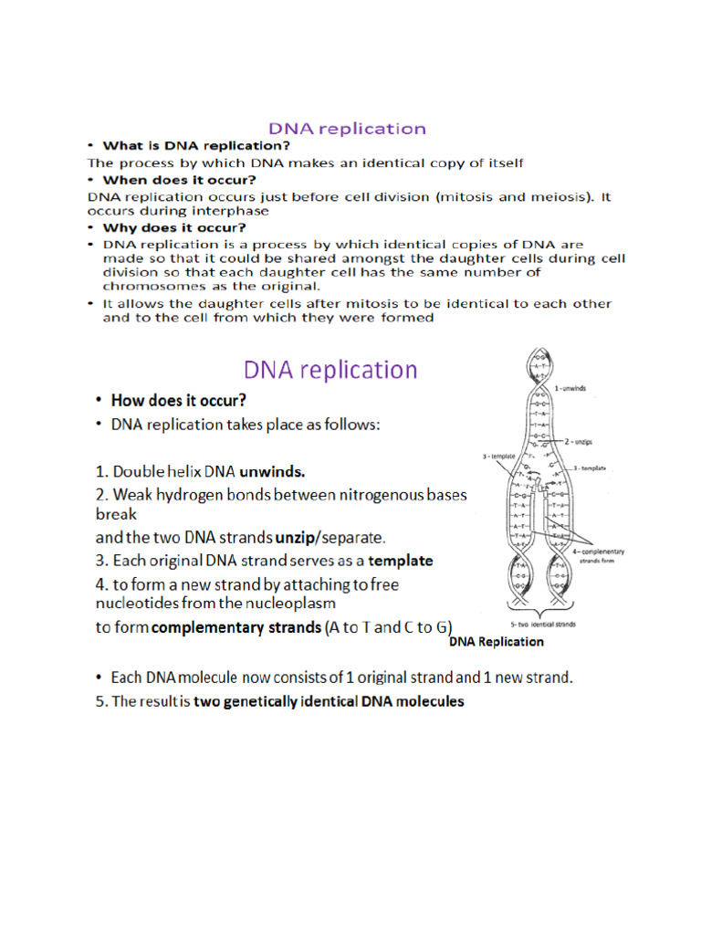DNA Replication and Profiling Note | PDF