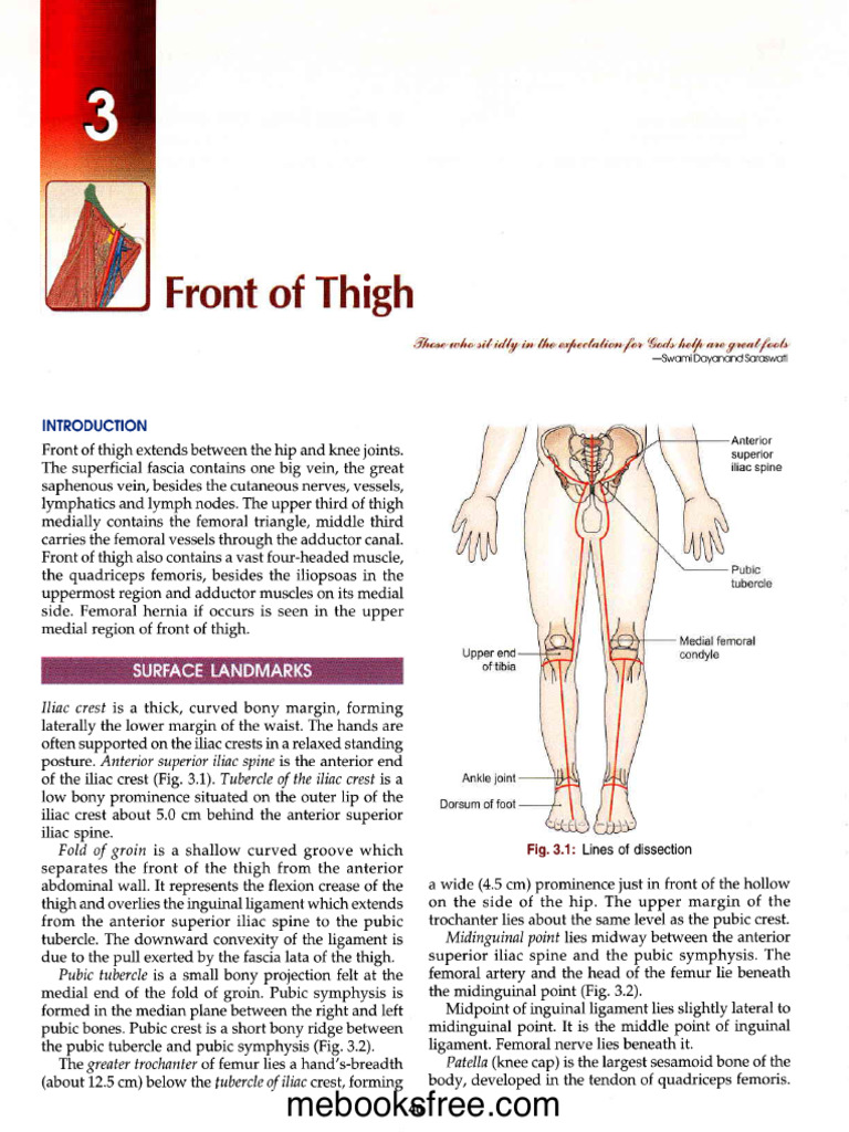 Lower Limb | PDF | Human Leg | Knee