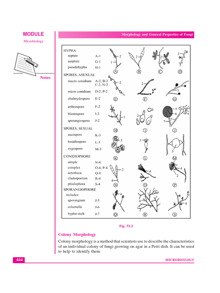 Notability Notes | PDF