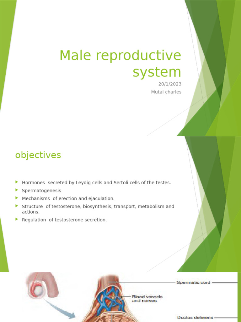Male Reproductive System | PDF | Luteinizing Hormone | Testosterone