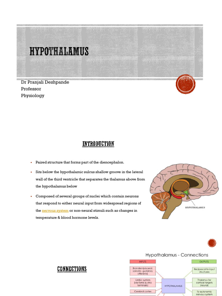 Functions of Hypothalamus | PDF | Hypothalamus | Pituitary Gland