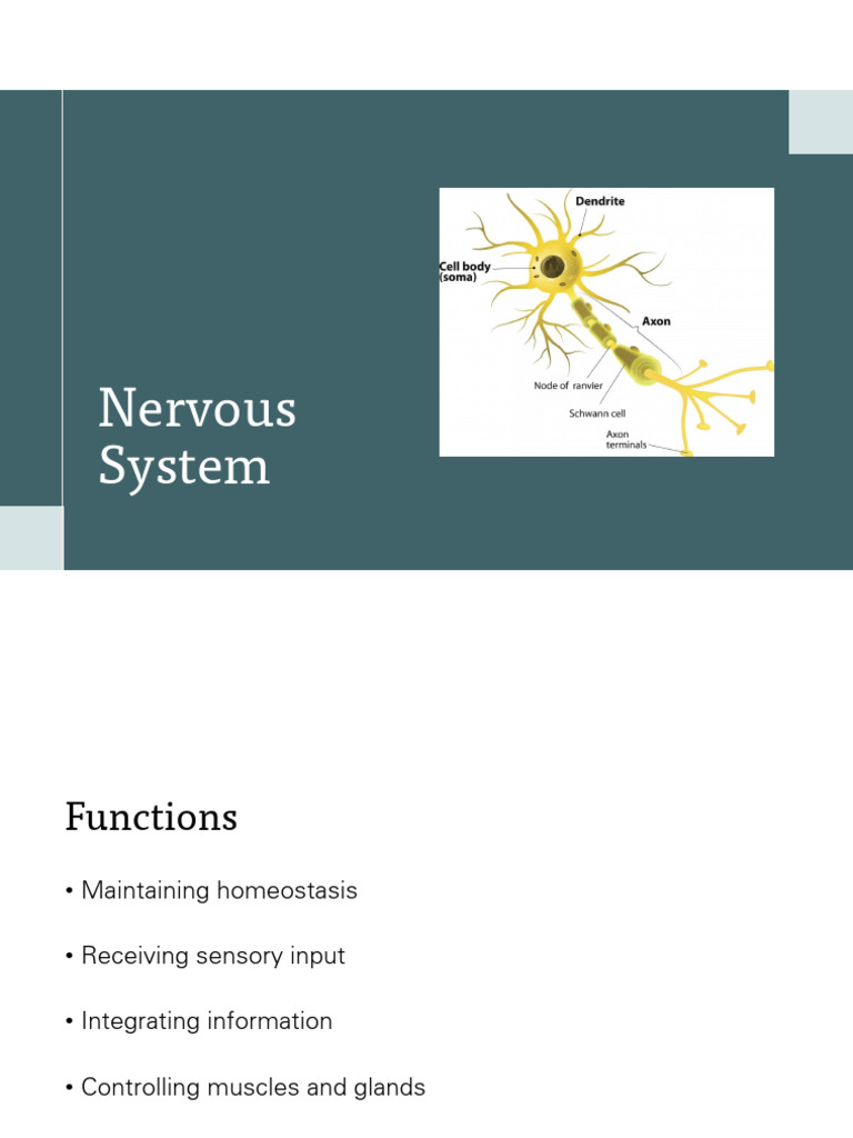 3.+Nervous+System+2025+JW | PDF | Spinal Cord | Central Nervous System