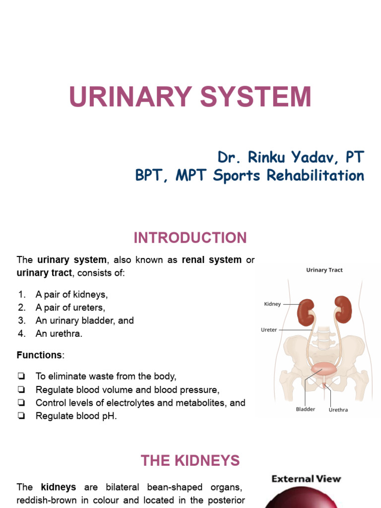Urinary System 1 | PDF | Urination | Kidney