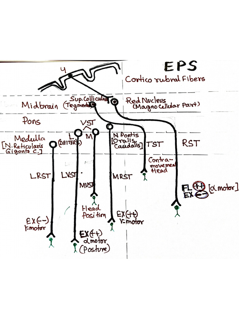 Extra Pyramidal System | PDF