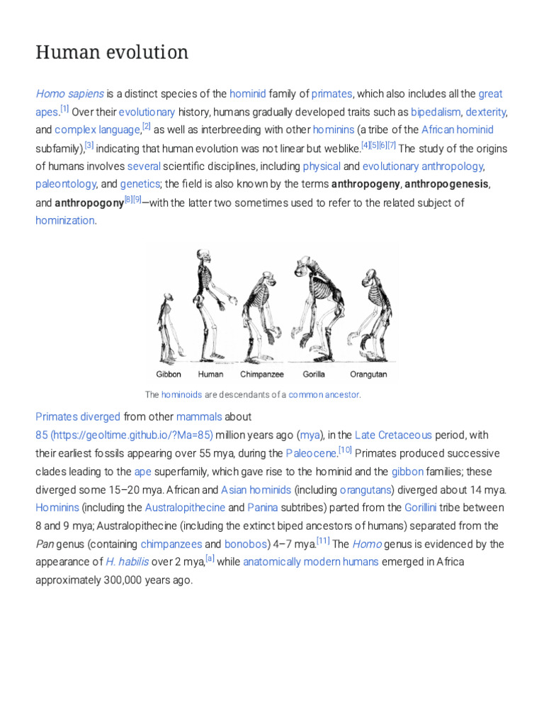 Human Evolution | PDF | Homo | Human Evolution