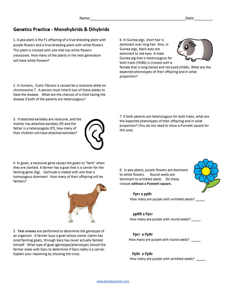 Genetics Practice Problems - Mono and Dihybrid | PDF | Dominance ...