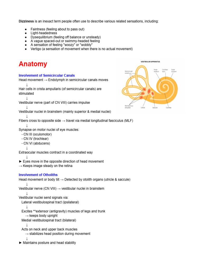 Dizziness | PDF | Vertigo | Vestibular System
