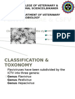 flaviviridae&CSFV