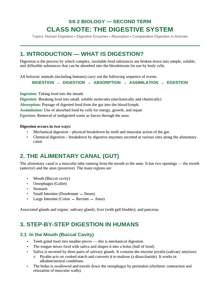 SS2_Biology_Digestive_System_Note | PDF | Digestion | Stomach