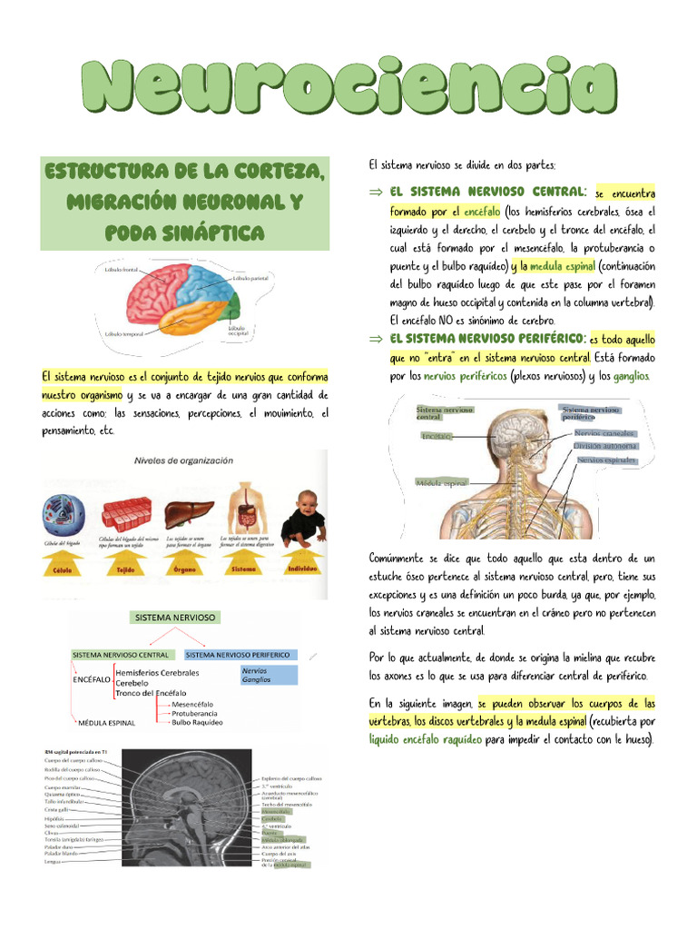 Resumen Primer Parcial de Neurociencias/integradora Basica II (UNLAM ...