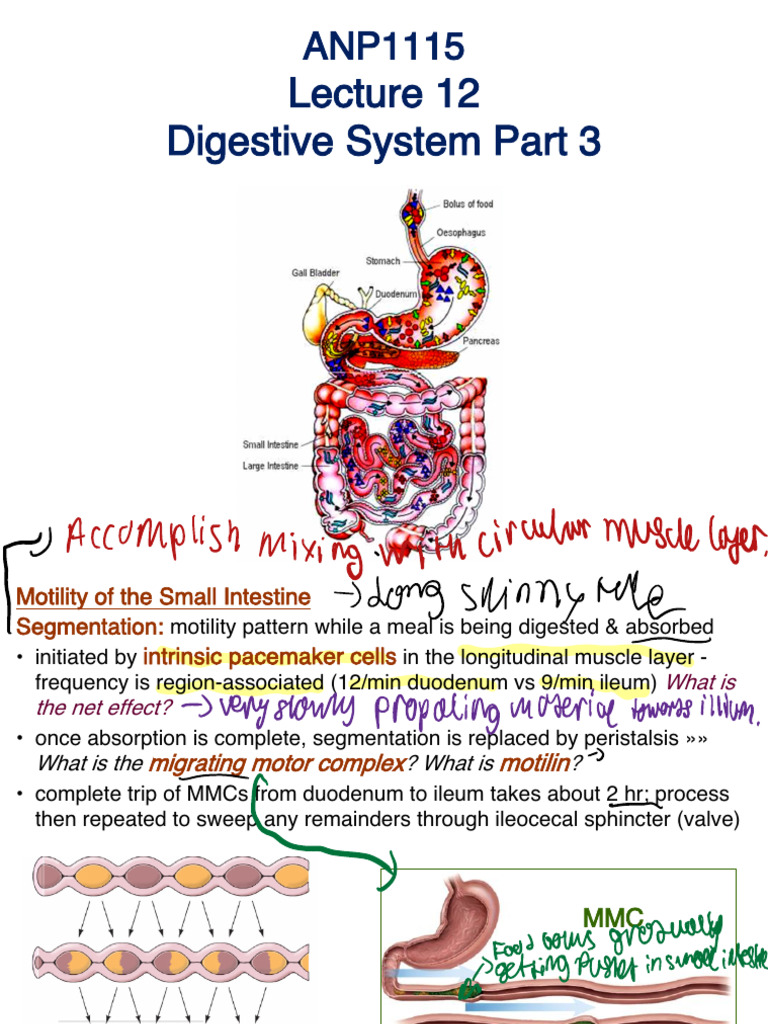 ANP1115 Lecture 12 Digestive System Part 3 | PDF | Digestion ...