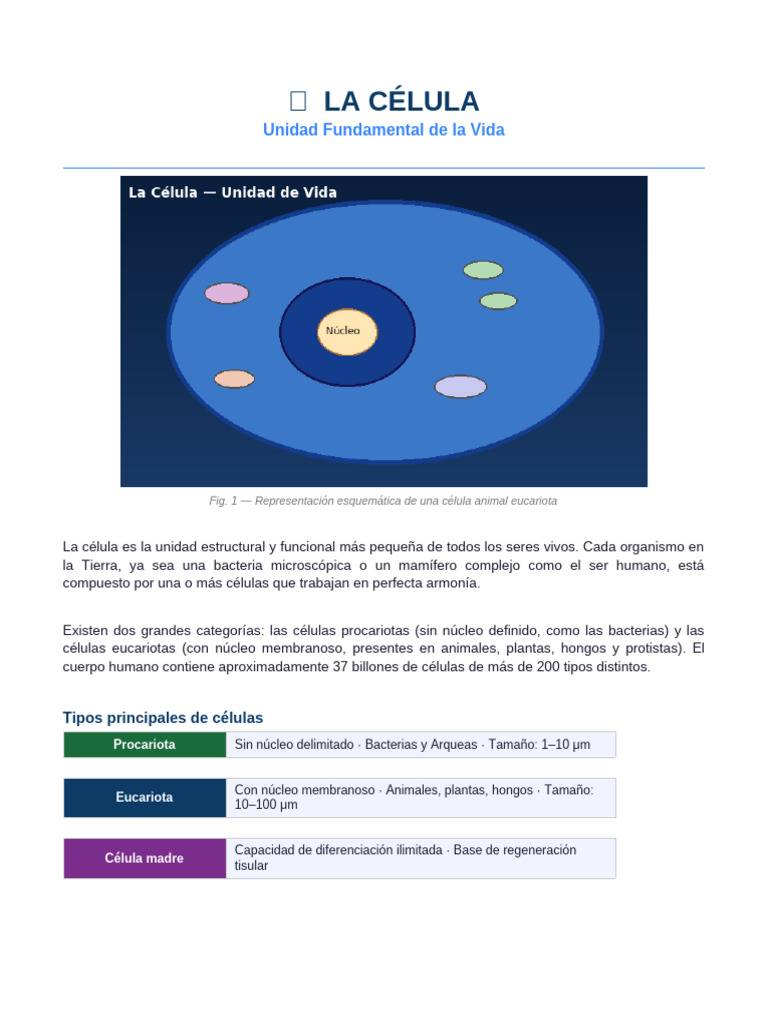 La Celula | PDF | Biología Celular) | Nucleo celular