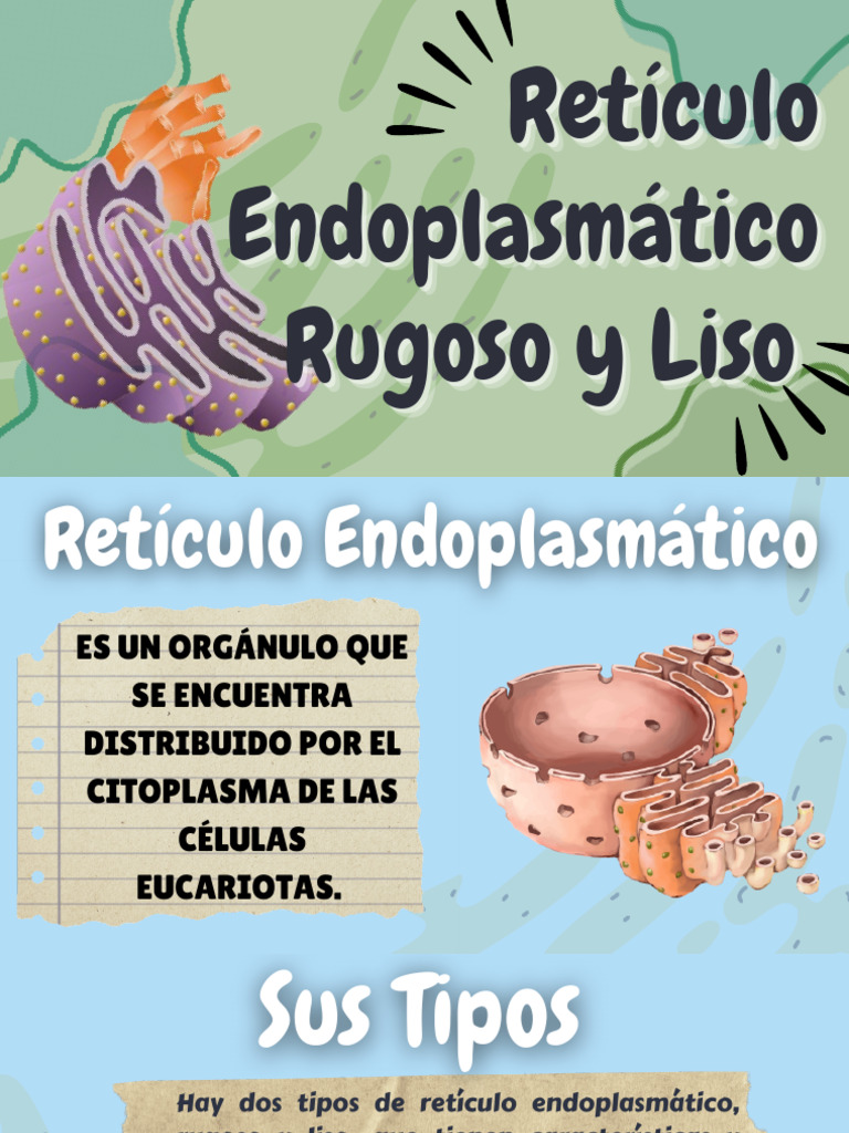Retículo Endoplasmatico Rugoso y Liso - 20251027 - 114644 - 0000 | PDF ...