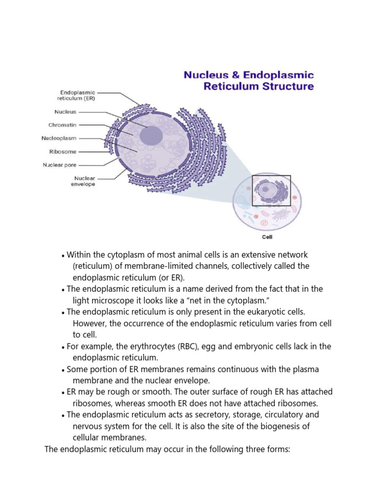 Endoplasmic Reticulum Notes | PDF | Endoplasmic Reticulum | Anatomy