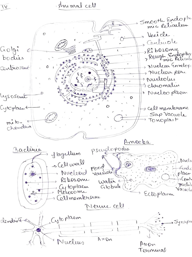 Life Process Class 9th Science | PDF