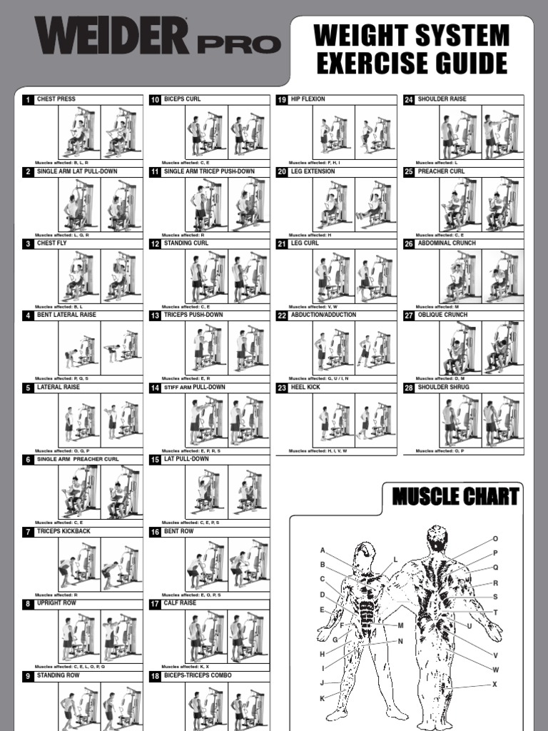 Biceps Exercise Chart Pdf