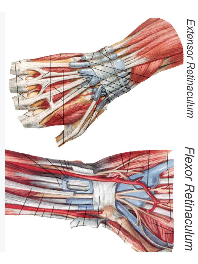 Arm Muscles | PDF
