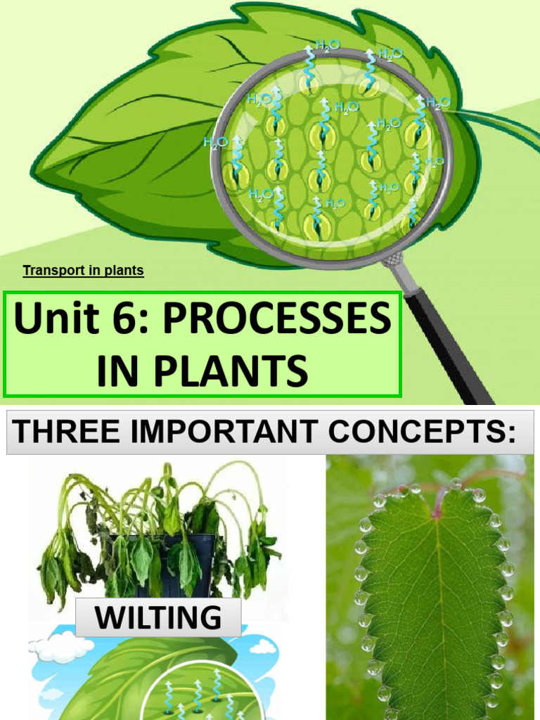 Unit 6 Plant Processes 2026 | PDF | Stoma | Botany