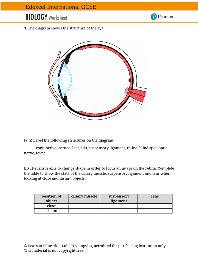 Eye Worksheet (2) | PDF